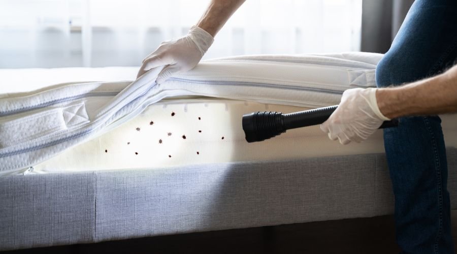UV light bed bugs? Let’s uncover the 89% truth!