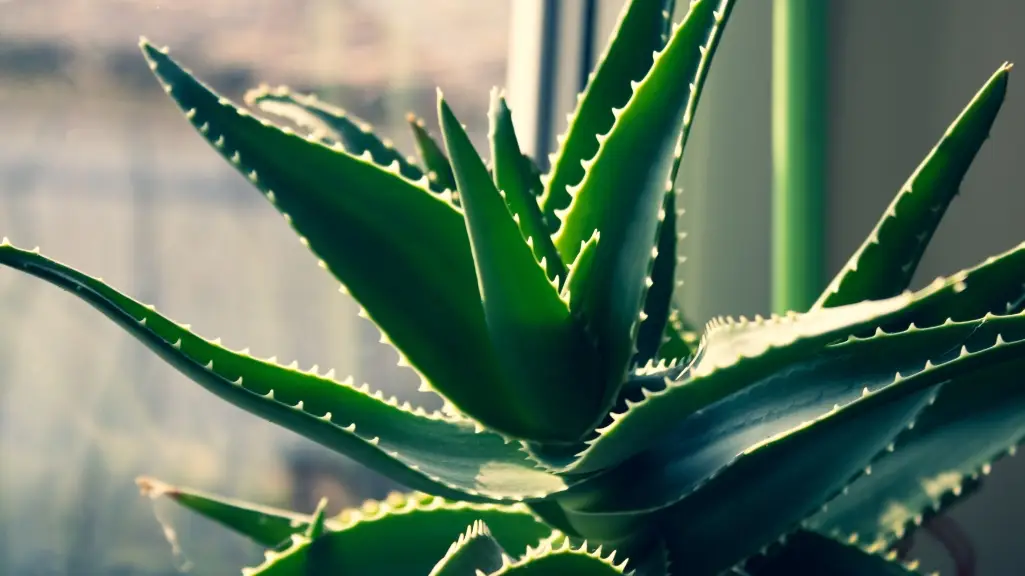 Aloe Vera (Aloe Barbadensis Miller)