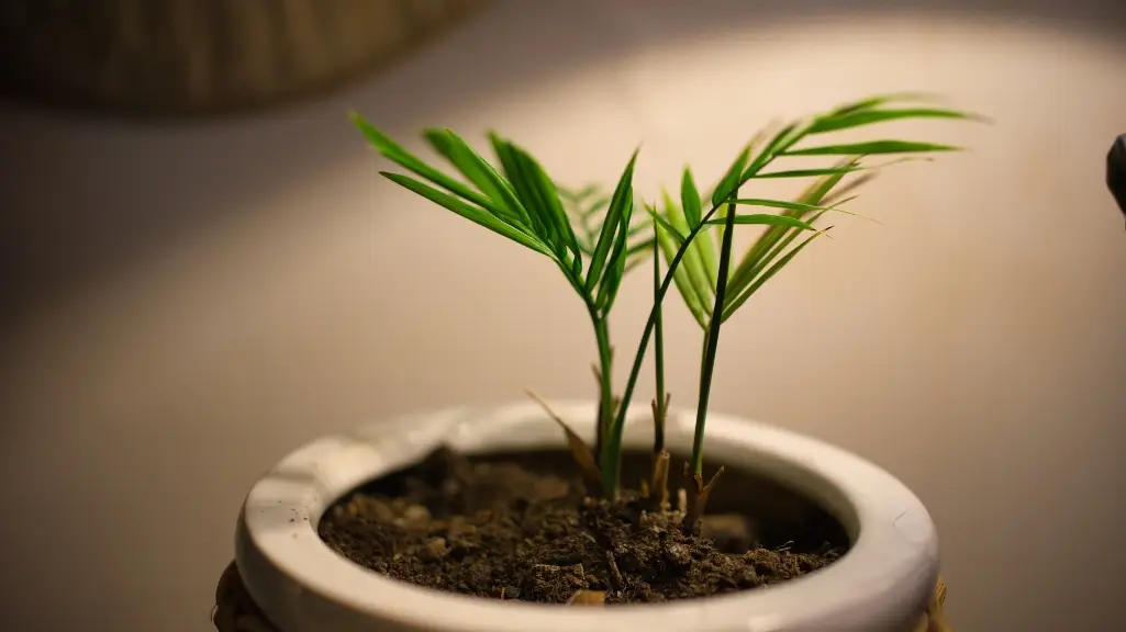 Areca Palm (Dypsis lutescens)