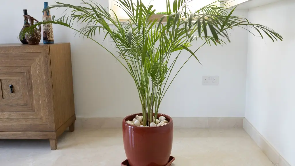 Bamboo Palm