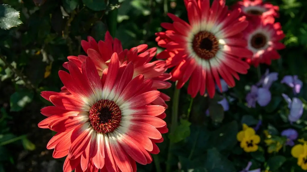 Gerbera Daisy (Gerbera Jamesonii)