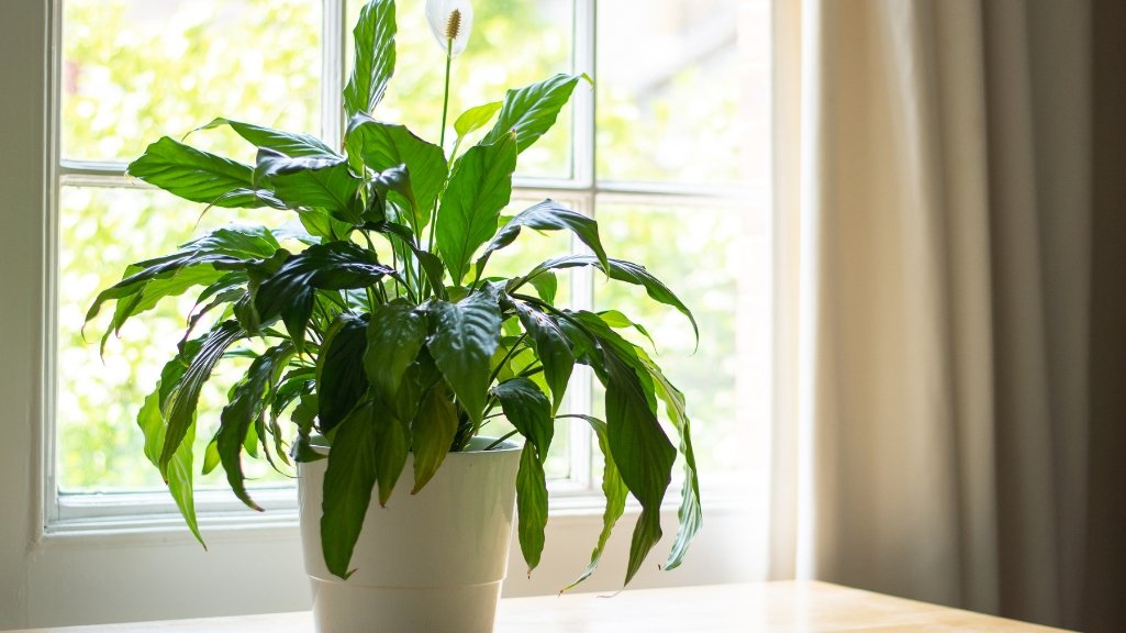 Peace Lily (Spathiphyllum)