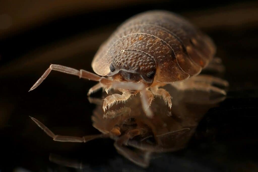 UV light for bed bugs