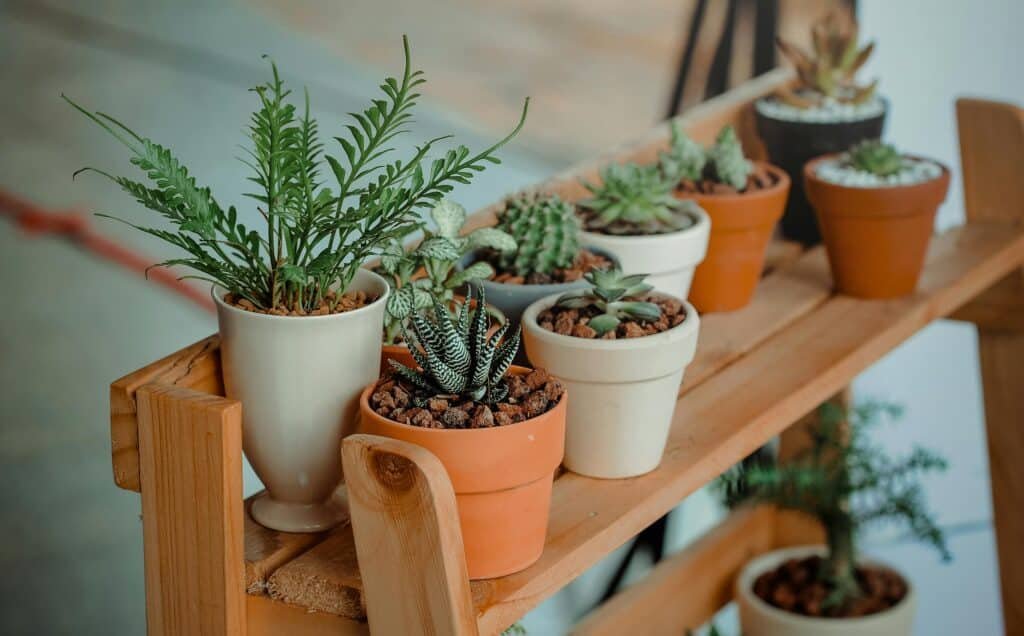 Best Indoor Plants
