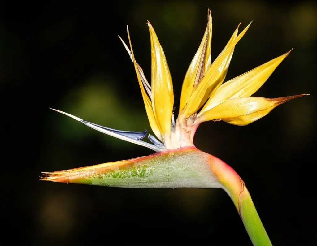 White Bird of Paradise Care