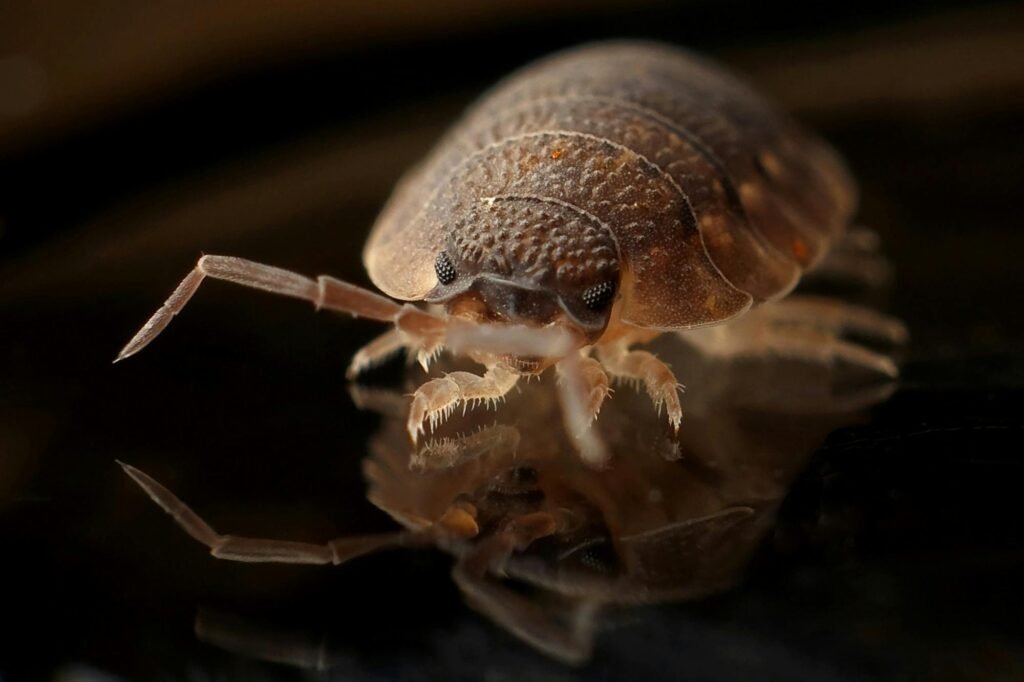 Bed Bugs Guide