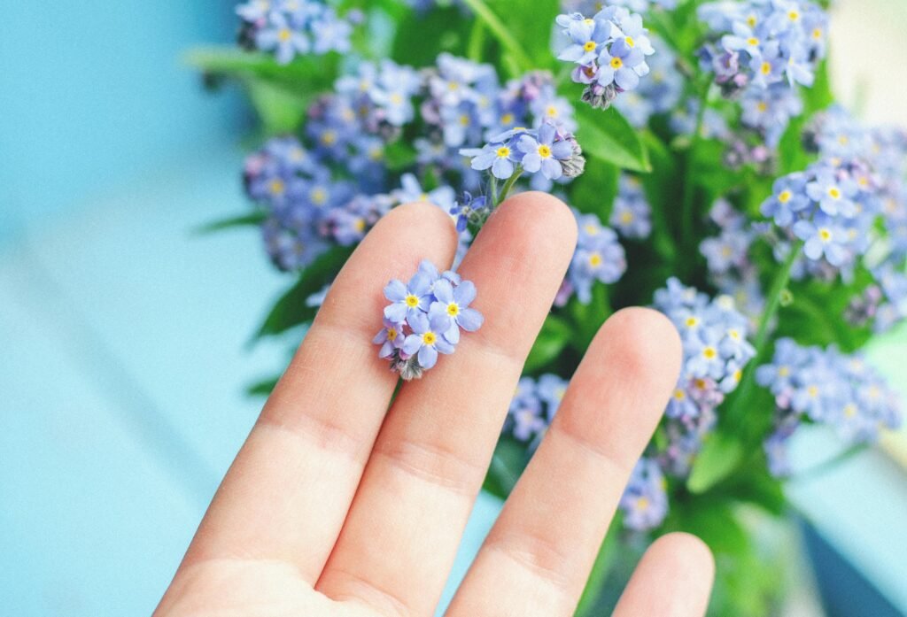 Forget Me Not Guide