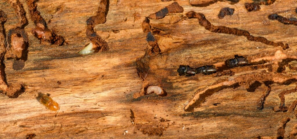 Termite Mud Tube