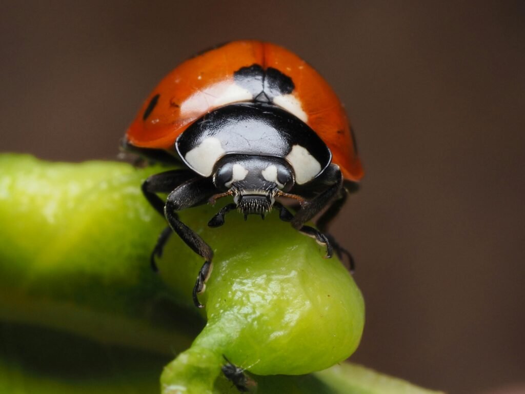 Garden helper animals finder