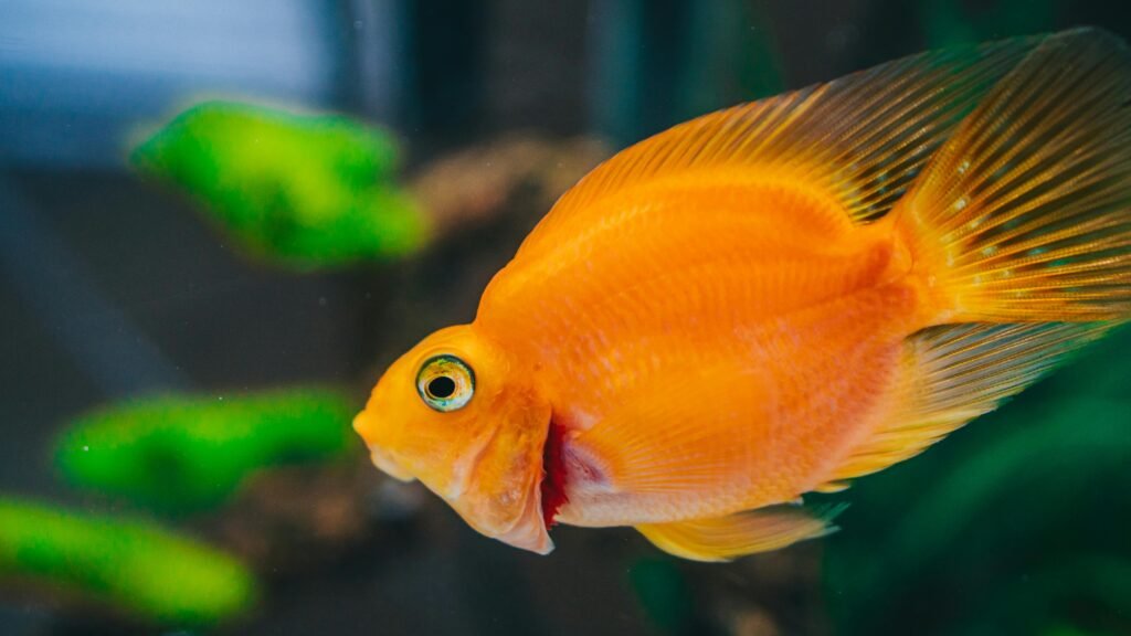 Fish aquarium calculator