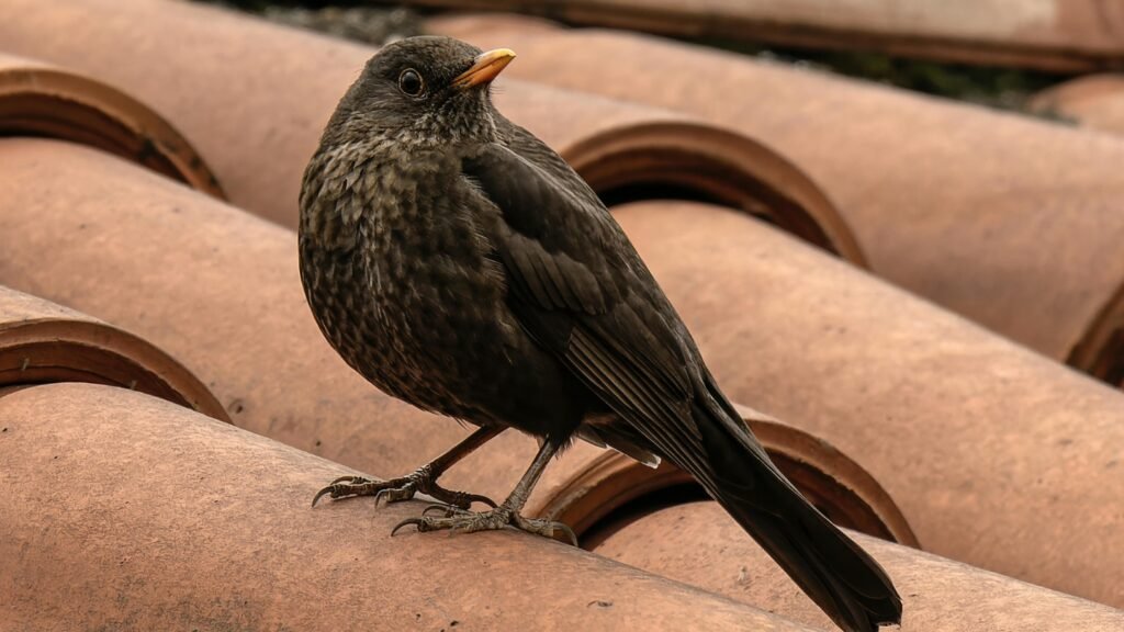 tiling a roof with clay tiles