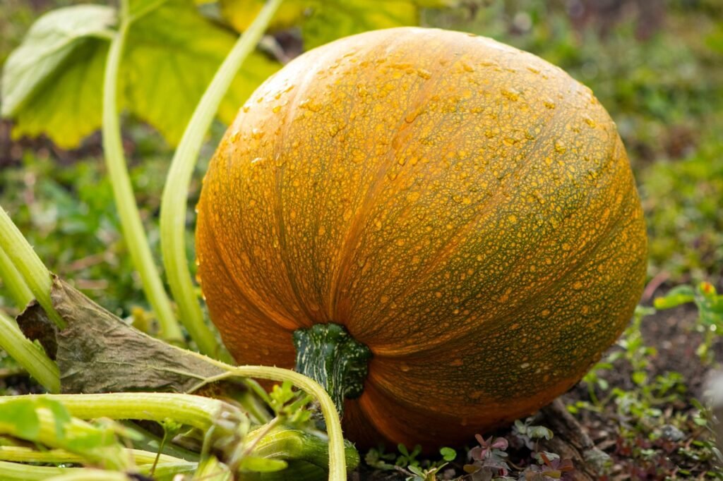 How to Grow Acorn Squash