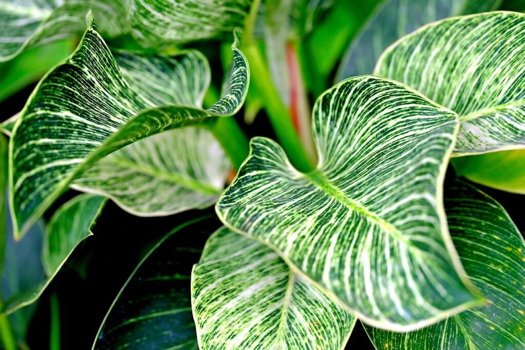 Split Leaf Philodendron Care guide 2026