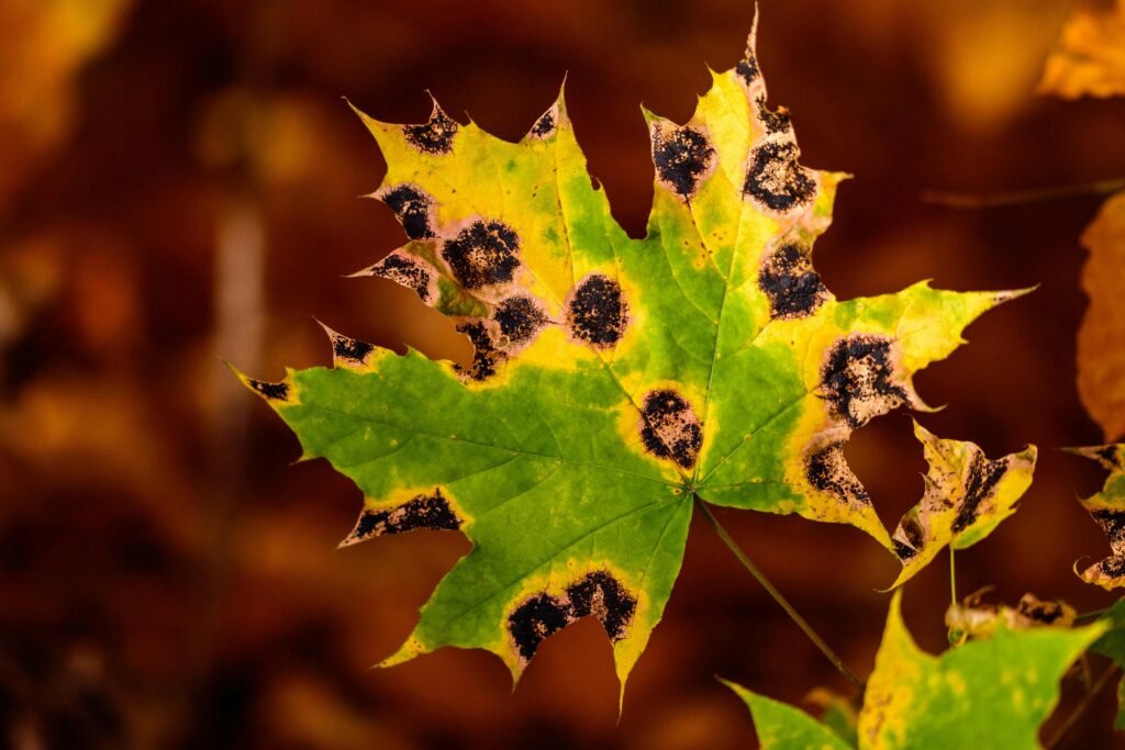 Leaf spot disease