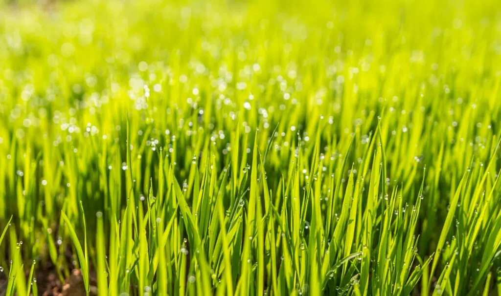 grass spot disease treatment lawn care