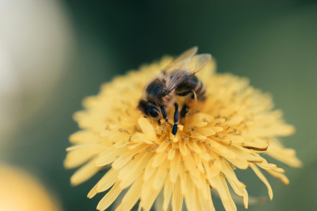 A detailed image of a honeybee on a vibrant yellow dandelion, showcasing pollination.