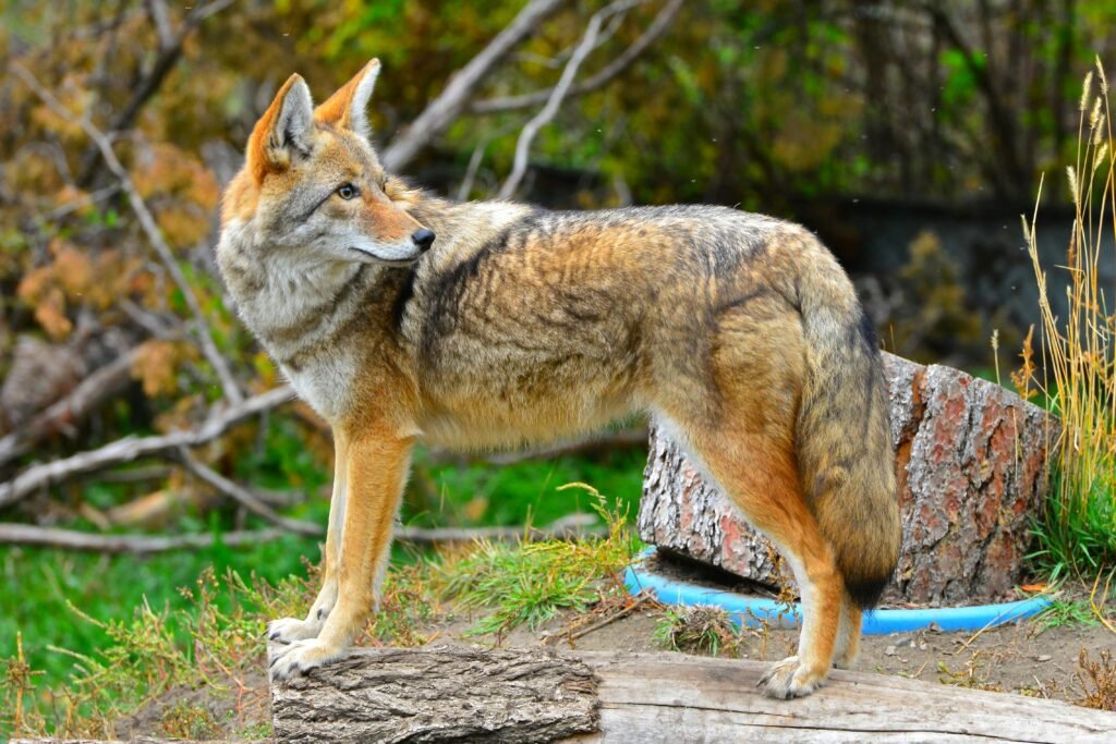 Coyote repellents