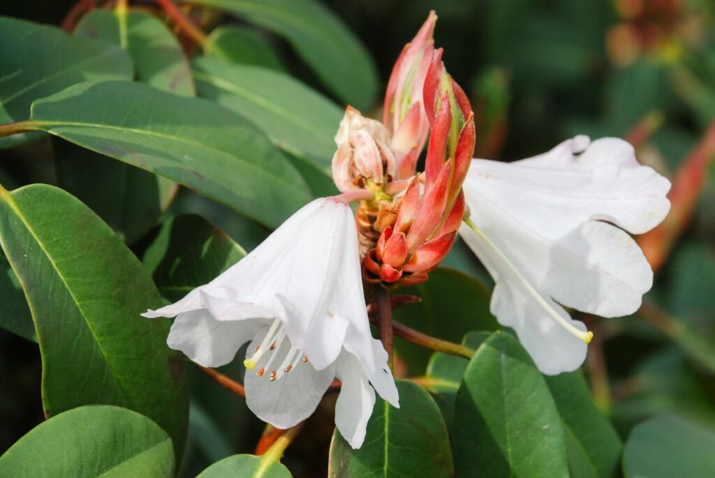 Complete Split Leaf Philodendron Care & Selection Guide: Types, Sizes & Growing