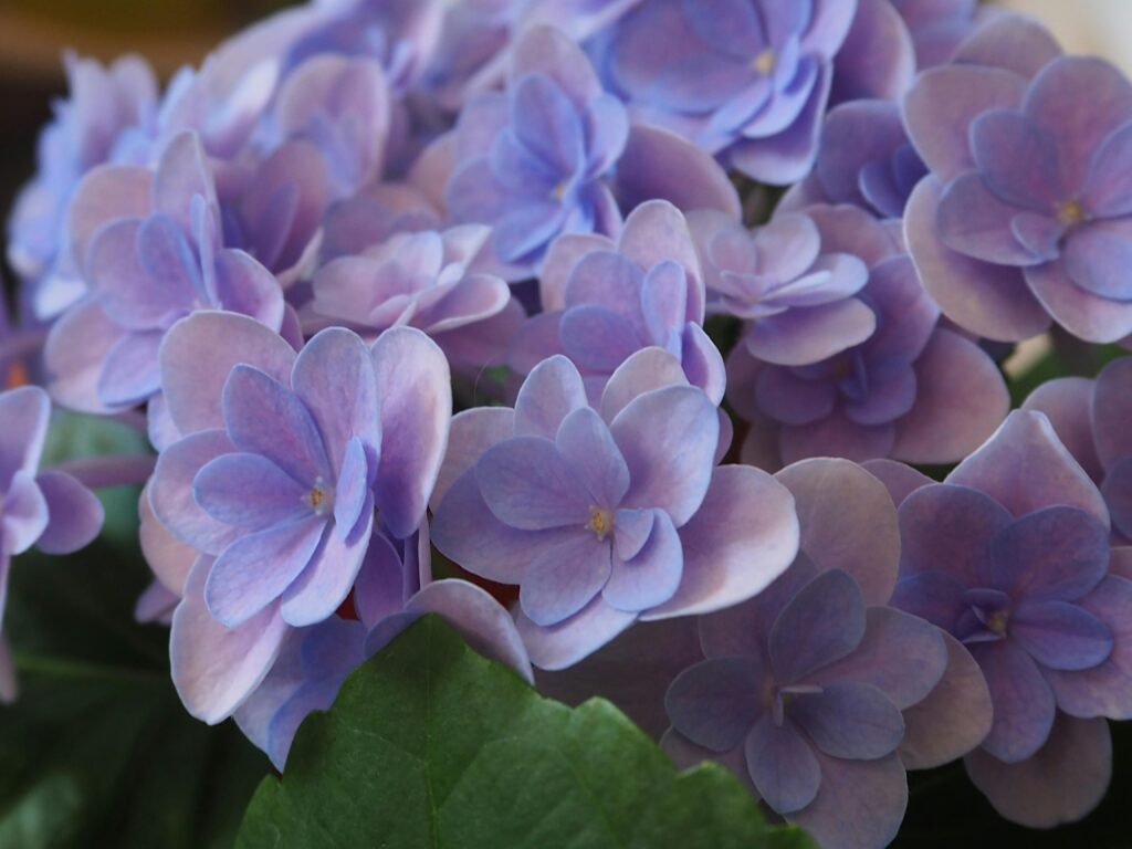 75 Moody Plants for Enhance Home and Garden