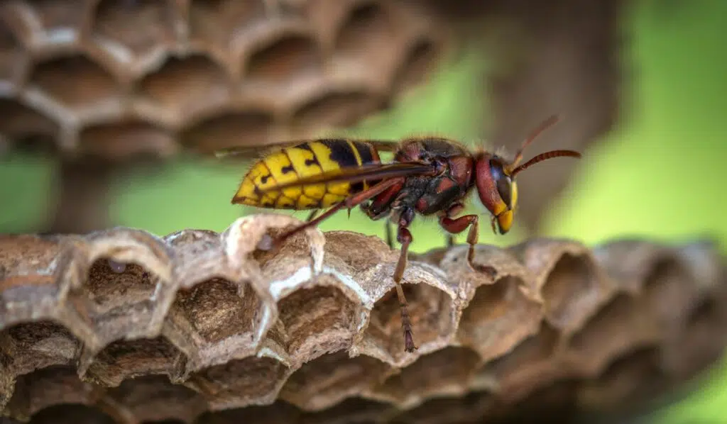 Mud Beehives