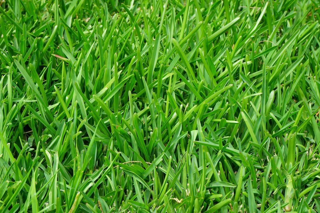 Tall Fescue Grass