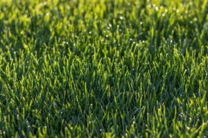 Close-up view of vibrant green grass with dew droplets glistening in the sunlight.