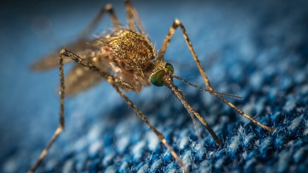 10 Plants That Stop Mosquitoes