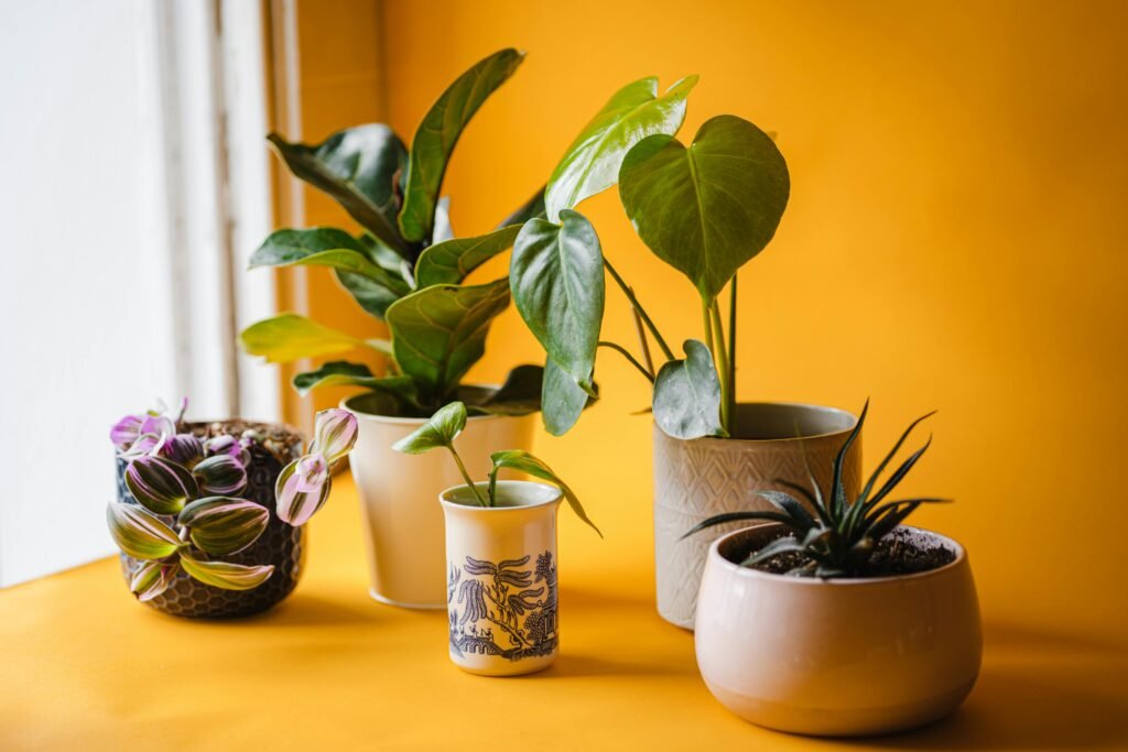 Best Indoor Plants