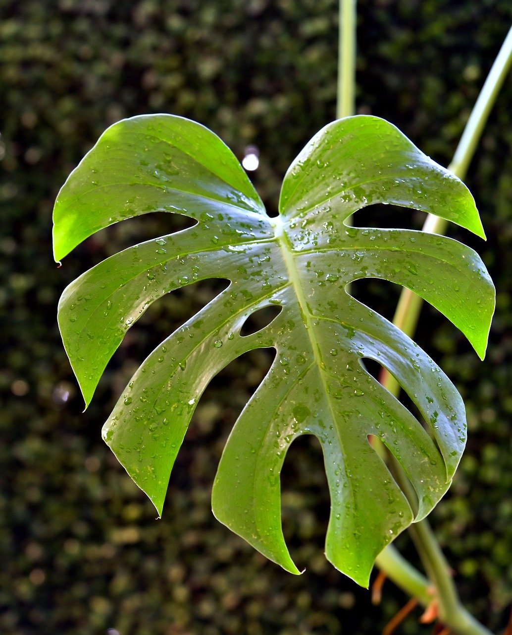 Monstera Deliciosa Leaves 7 Proven Fixes That Actually Work