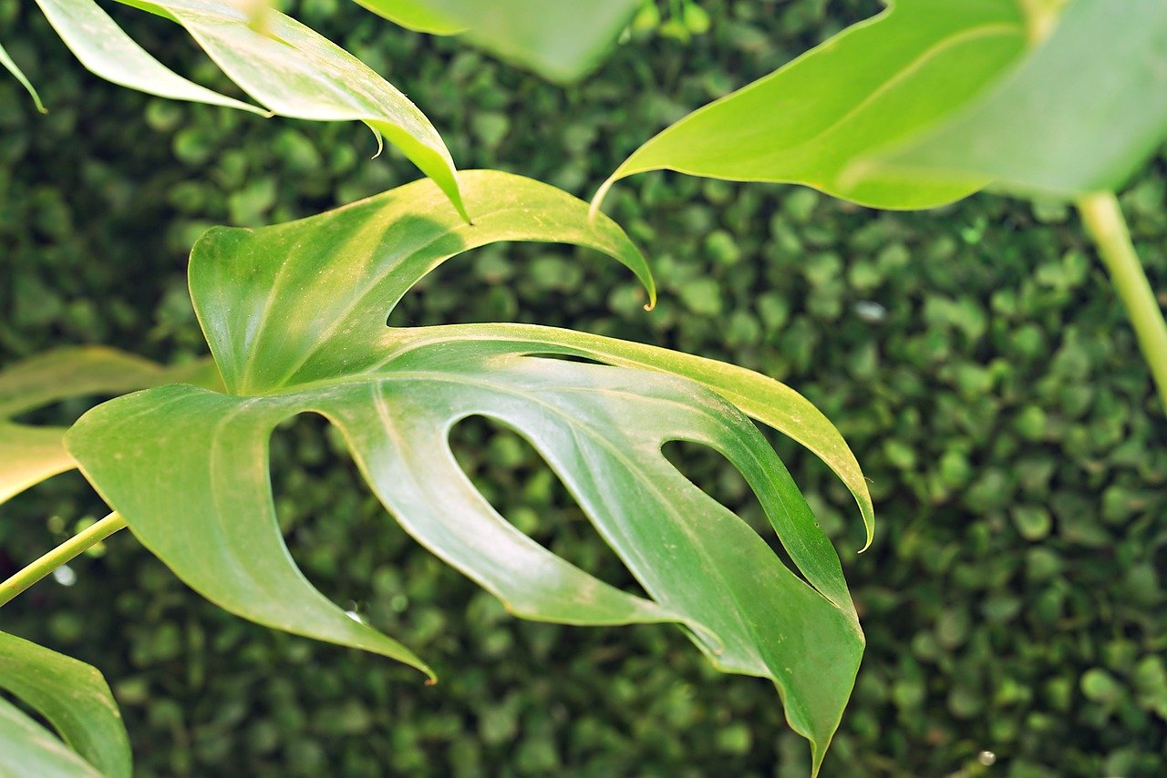 monstera variegata netherlands Monstera deliciosa borsigiana variegata aurea (2/3 Leaves) main image 1