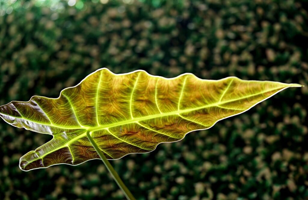 Why does Alocasia Zebrina Dormant Lose Leaves In Winter?