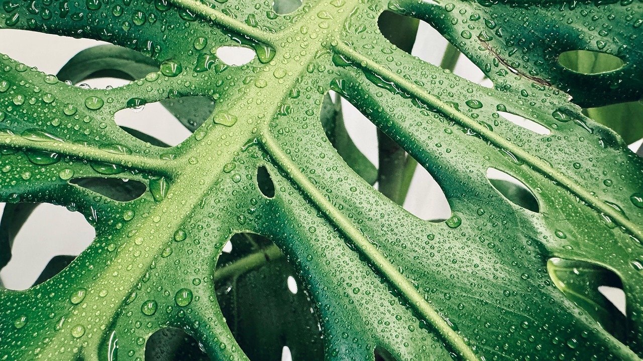 monstera plant potted Monstera Deliciosa main image 0