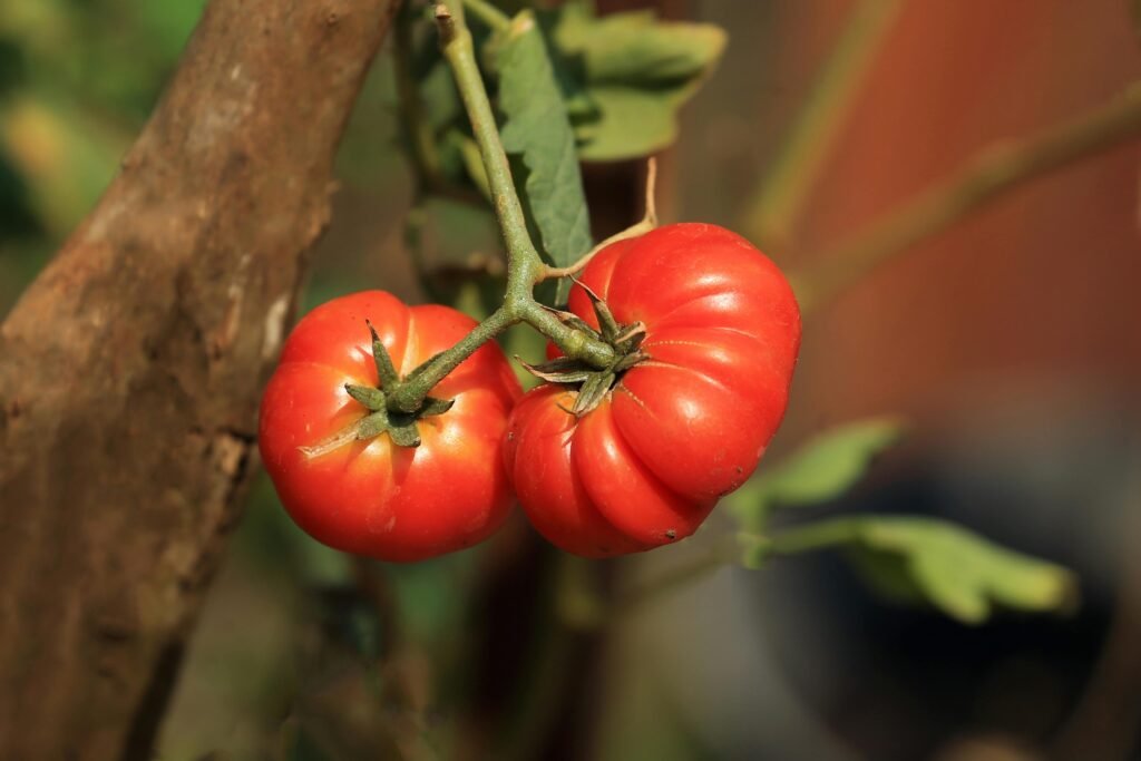 Grow Black Krim Tomatoes