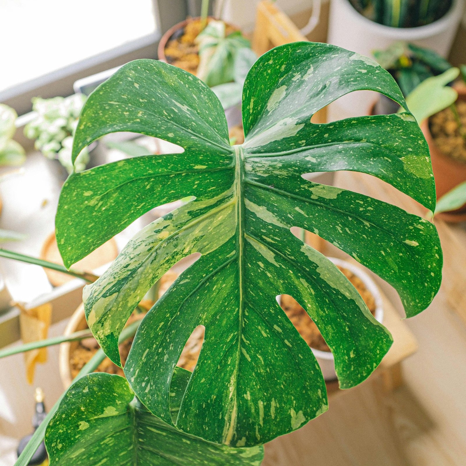 Close-up of a lush Monstera deliciosa leaf, showcasing its texture and vibrant green pattern.