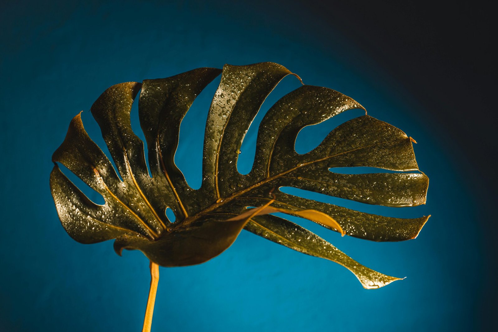 übertopf monstera groß Monstera Deliciosa
