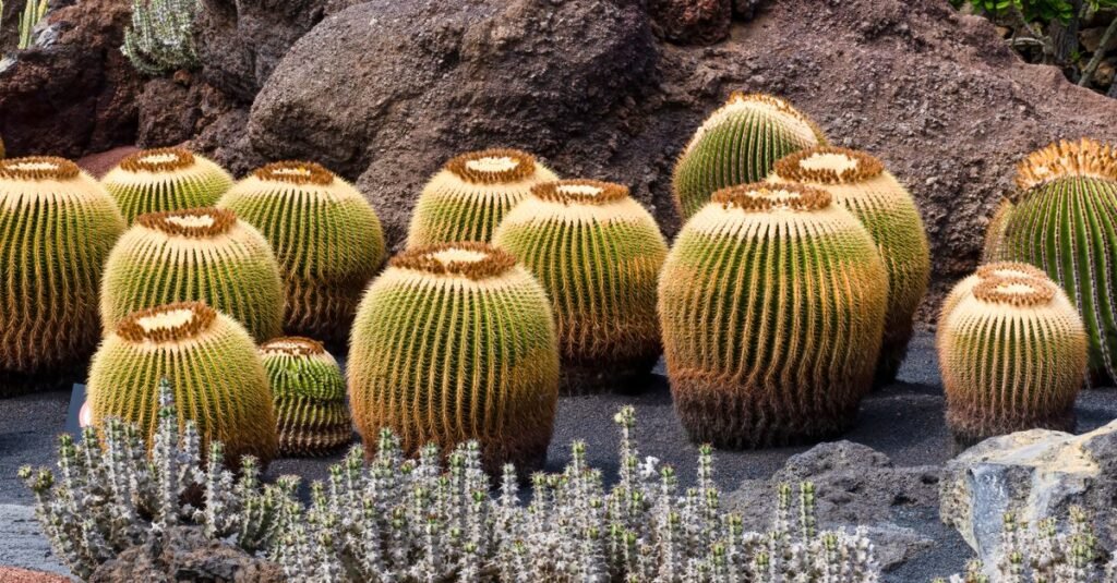 Animal Resistant Plants