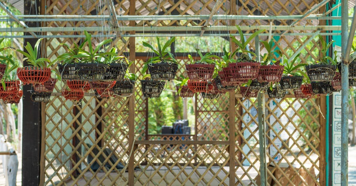 Orchid Potting Mix