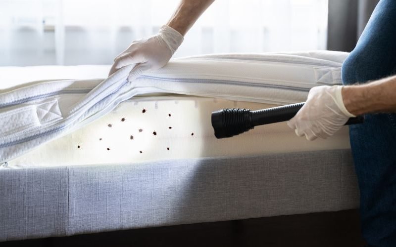 UV light bed bugs? Let’s uncover the 89% truth!