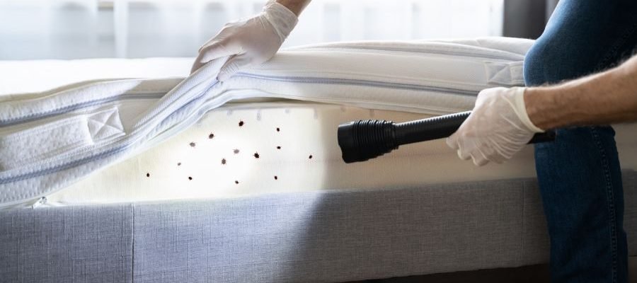 UV light bed bugs? Let’s uncover the 89% truth!