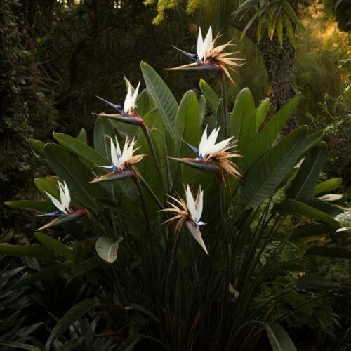 White Bird of Paradise Care Guide 2025 (Strelitzia Nicolai)