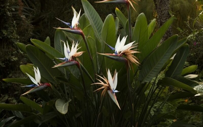 White Bird of Paradise Care Guide 2025 (Strelitzia Nicolai)