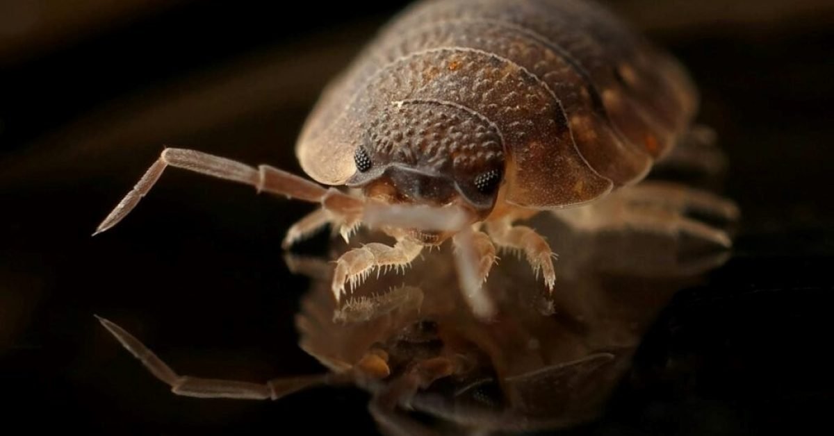 UV light bed bugs