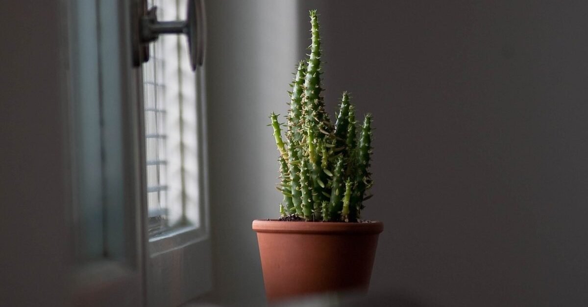 Nursery Pot Sizes