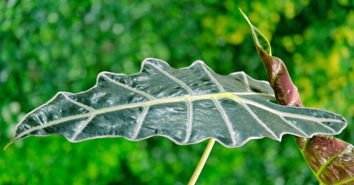 7 Causes of Alocasia Zebrina Dormant Lose Leaves Problems