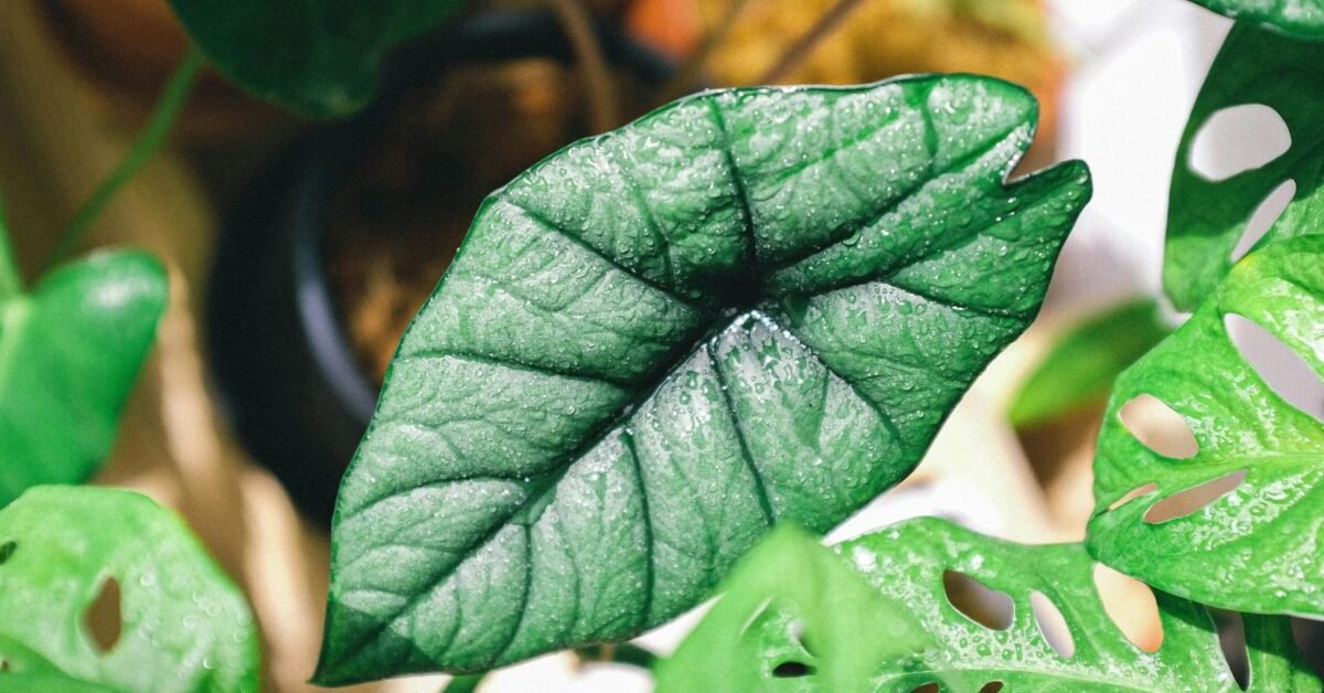 7 Causes of Alocasia Zebrina Dormant Lose Leaves Problems
