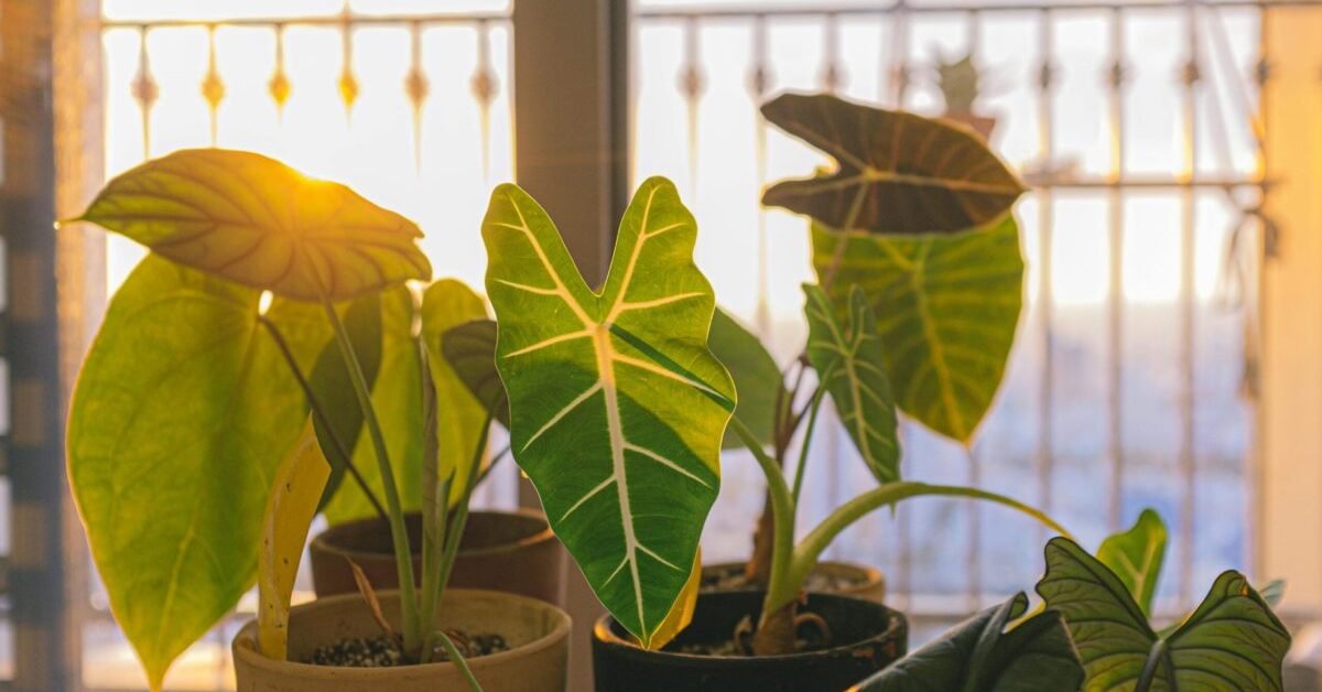 7 Causes of Alocasia Zebrina Dormant Lose Leaves Problems